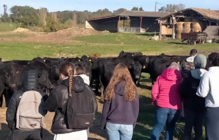 Sainte-Livrade-sur-Lot. Journée de la viande au lycée agricole