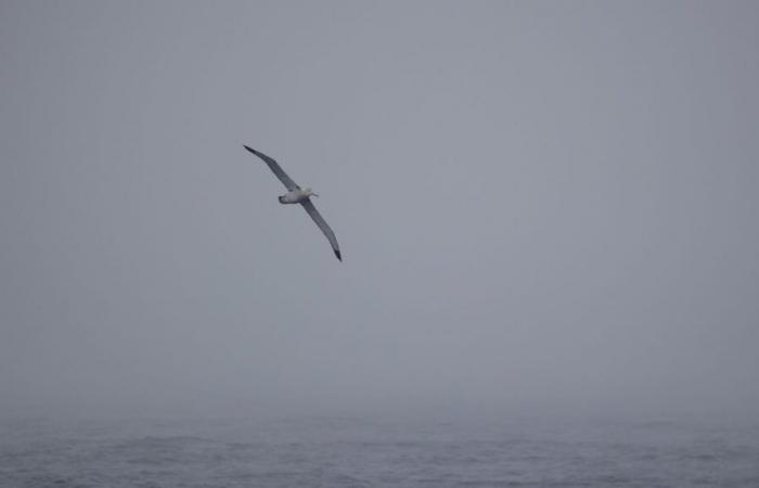 EN IMAGES – Les premiers albatros filmés par les skippers du Vendée Globe