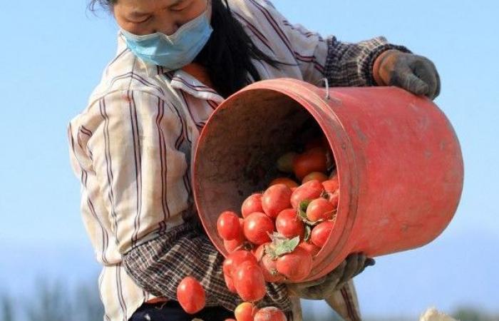 Derrière les sauces tomates étiquetées en Italie, les produits chinois et le travail forcé des Ouïghours