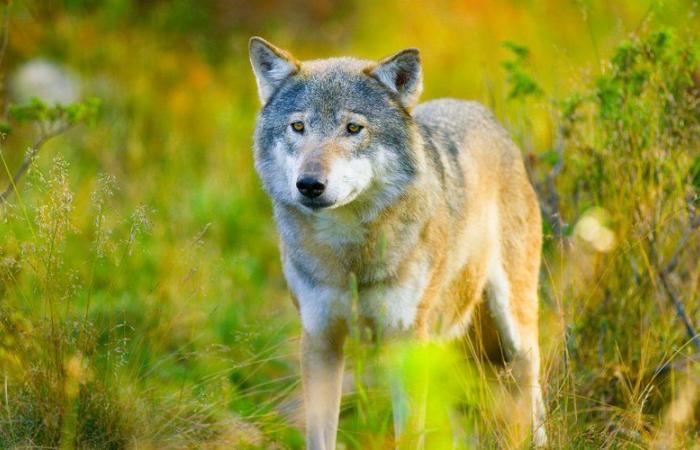 Qu’est-ce qui ne va pas avec le loup ? L’Europe pourrait affaiblir sa protection dès ce mardi, on vous explique pourquoi