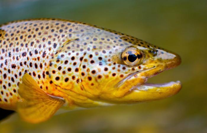 Le poisson en première ligne du changement climatique