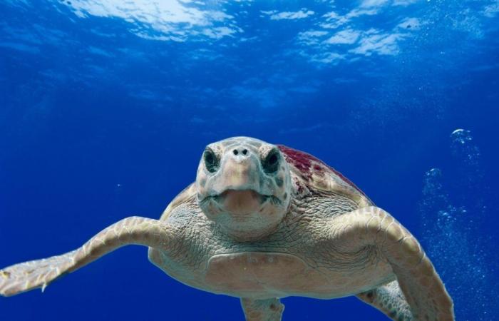 Un ragoût de tortues de mer contaminé fait trois morts et une trentaine de malades