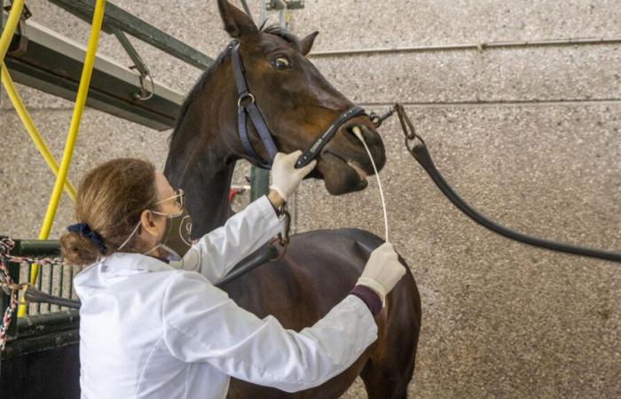 Le virus tueur de chevaux progresse dans l’ouest de la France, le Salon du Cheval de Paris sous surveillance