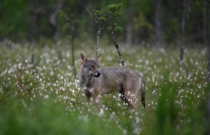 Le loup perd son statut d’espèce « strictement protégée » au sein de la Convention de Berne