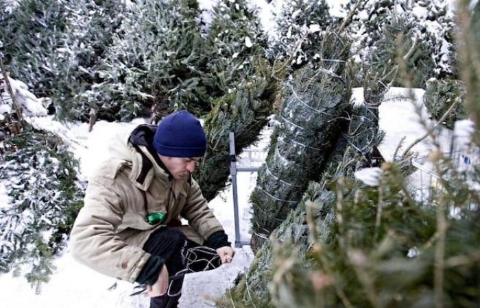 Les producteurs de sapin sous pression