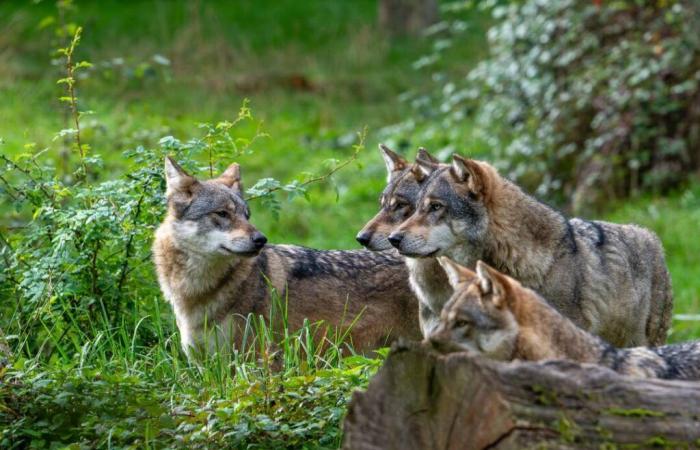 En Europe, les loups seront tués encore plus facilement