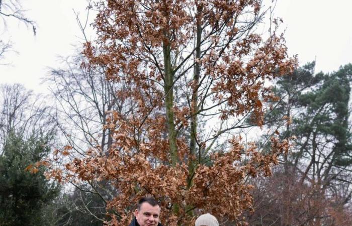 Deux arbres plantés simultanément en Tasmanie et au Danemark en l’honneur de la reine Mary