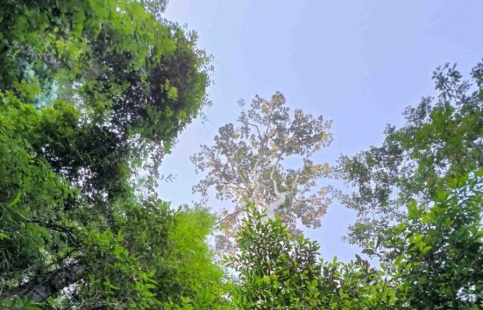 Le plus grand arbre de France se trouve en Guyane, à Saül ! – MB Nouvelles