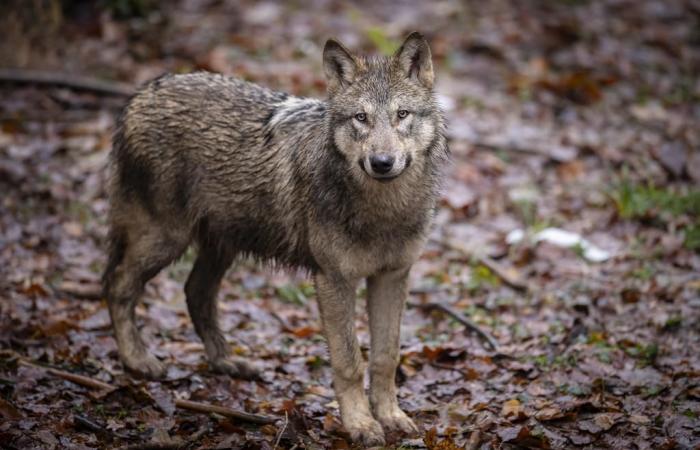 le loup n’est plus “strictement protégé” en Europe