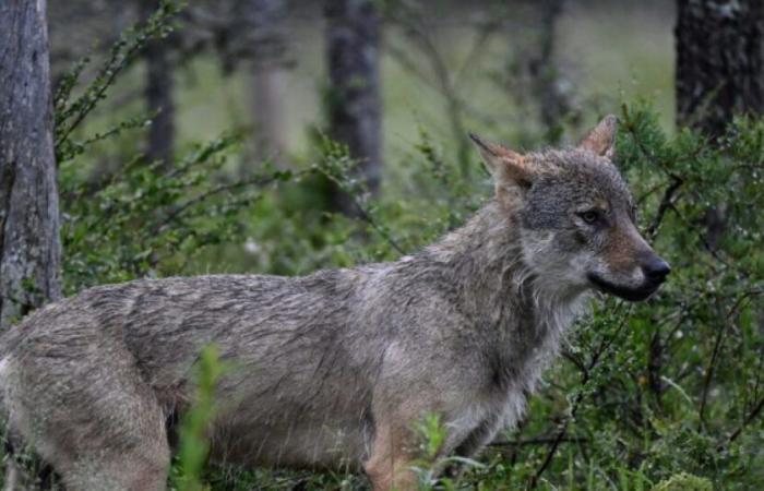 La protection des loups est mise à rude épreuve : actualités