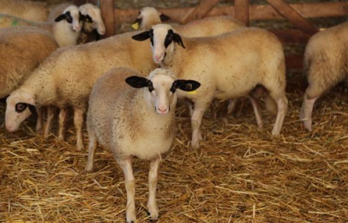 Le prix de l’agneau dépasse le seuil de 10 €/kg