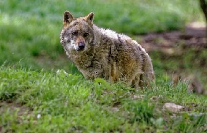 Le loup passe d’espèce « strictement protégée » à « protégée », annonce le Conseil de l’Europe