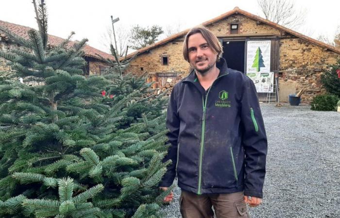 Le sapin de Vendée, une micro-industrie qui mise sur la qualité et l’ultra proximité