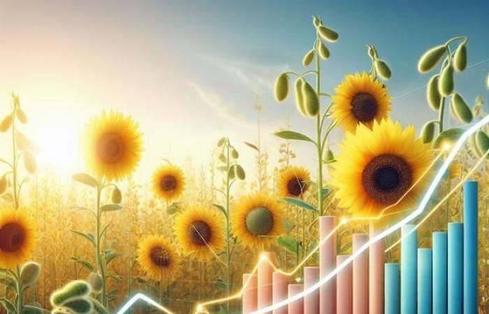 Les prix du colza et du soja baissent, les tournesols résistent