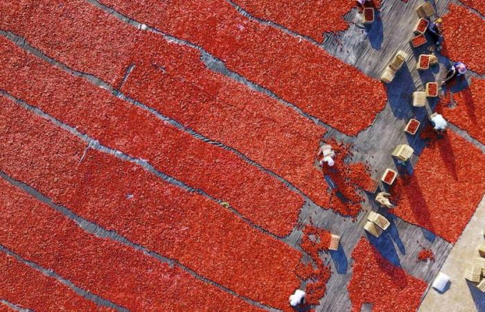 Dans les supermarchés européens, la sauce tomate entachée par le travail forcé des Ouïghours – Libération