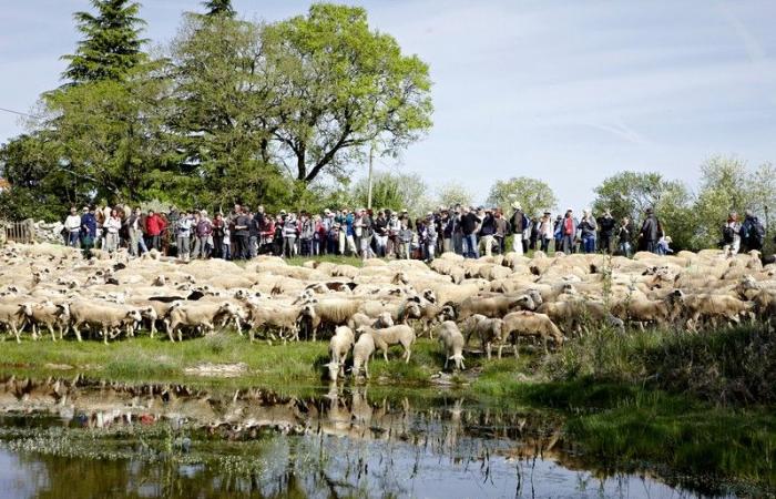 Transhumance de Rocamadour à Luzech Rocamadour mardi 15 avril 2025