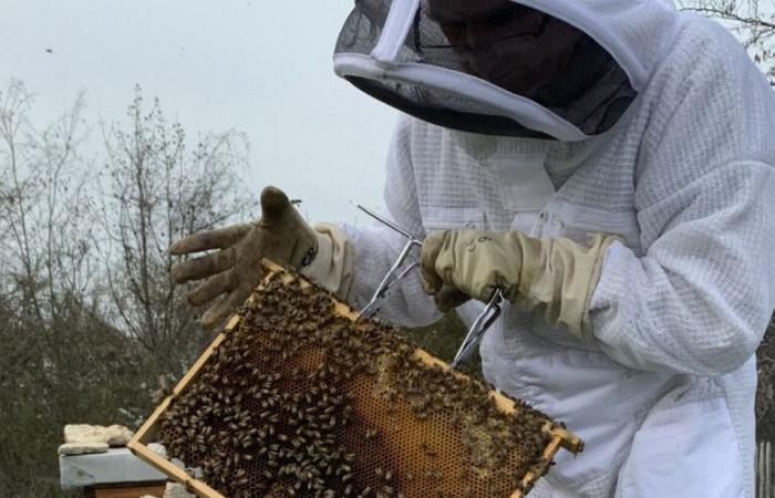 Cette commune du Val-d’Oise récompensée pour son engagement en faveur des abeilles