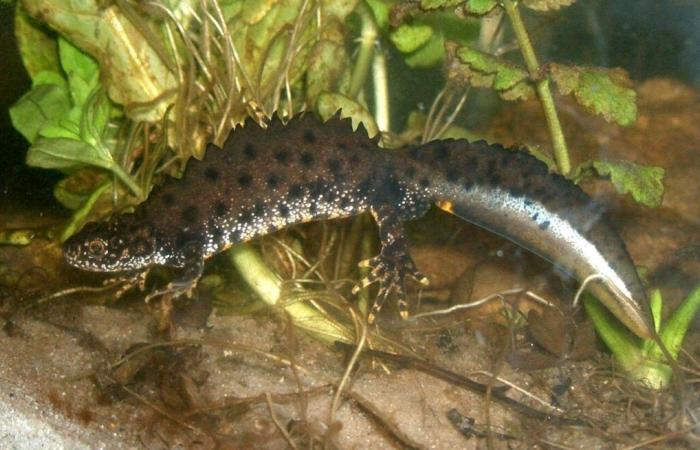 L’agriculteur qui a détruit l’habitat d’une espèce protégée dans l’Orne condamné