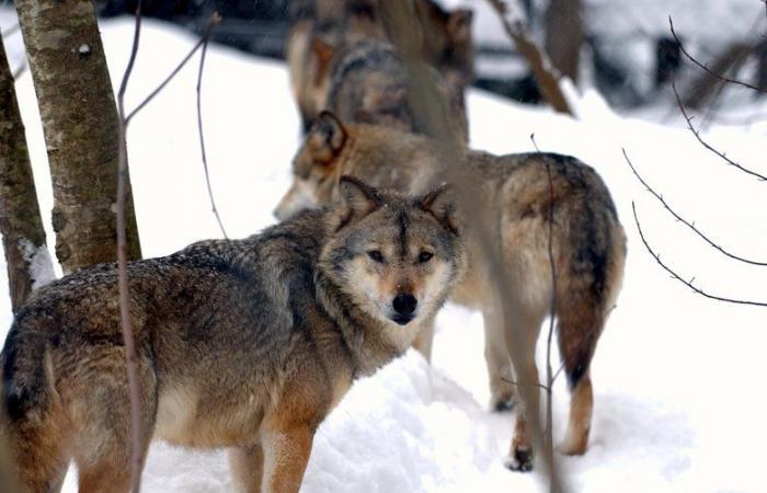 Décision historique sur la protection des loups : des réactions contrastées en Aveyron