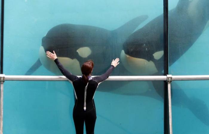 Marineland prévoit une « fermeture définitive » le 5 janvier 2025