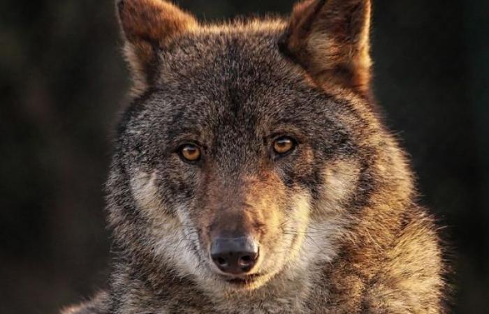 Les organisations de protection des animaux dénoncent le déclassement du loup