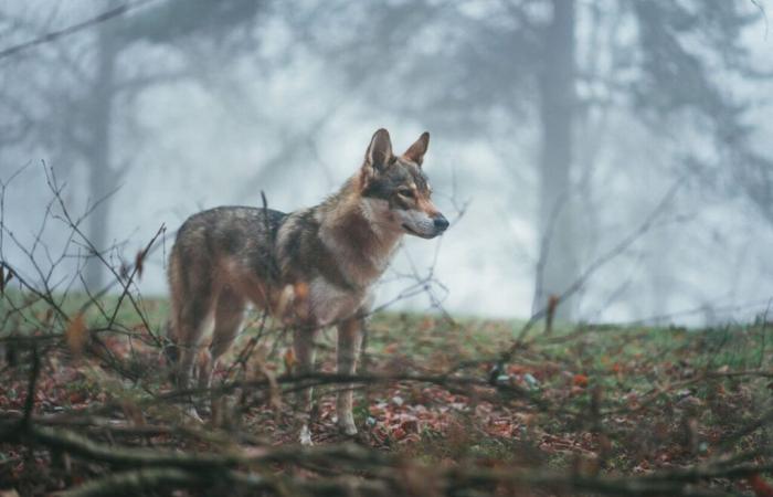 Drôme. Le loup perd son statut d’espèce “strictement protégée”, réagit le Département