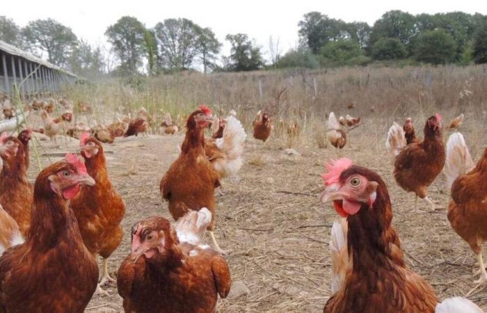 Grippe aviaire. «L’agriculture en liberté est un nouveau bouc émissaire», estime la Confédération paysanne