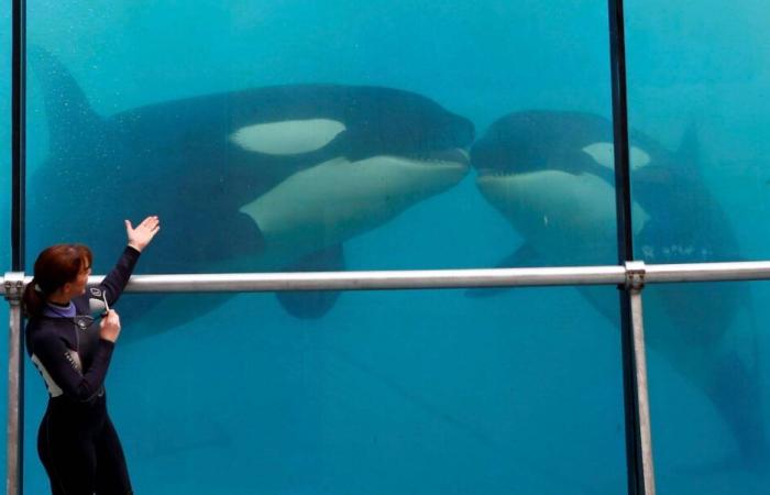 Marineland annonce une fermeture définitive le 5 janvier