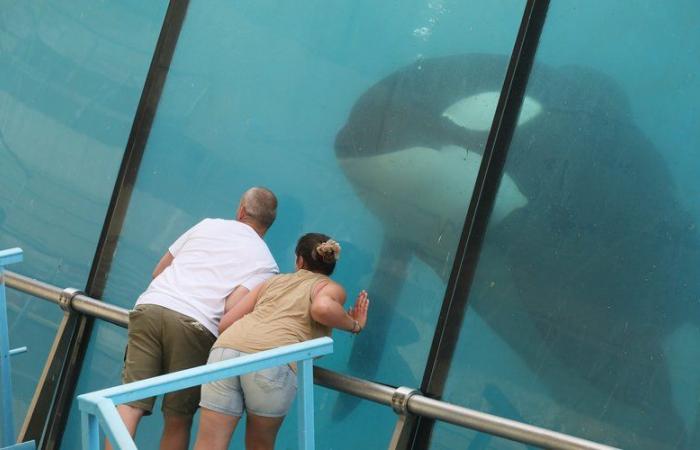 sur fond de polémique, le parc Marineland d’Antibes prévoit une “fermeture définitive” le 5 janvier