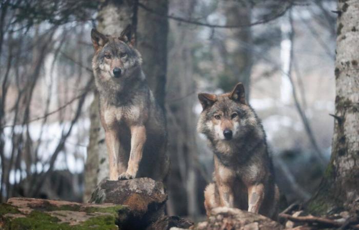 En Europe le statut de protection du loup a été abaissé, quel avenir pour lui en France ?