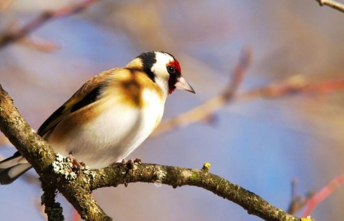 Quel est cet oiseau coloré et méconnu à admirer dans son jardin en décembre ?