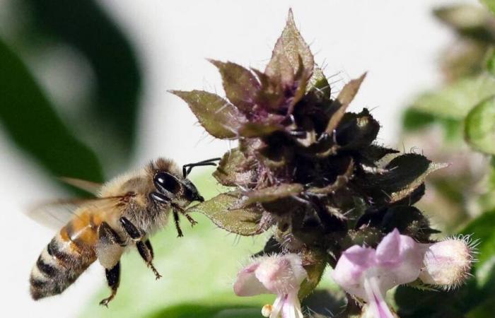 une abeille redécouverte en Île-de-France après plus de 50 ans d’absence