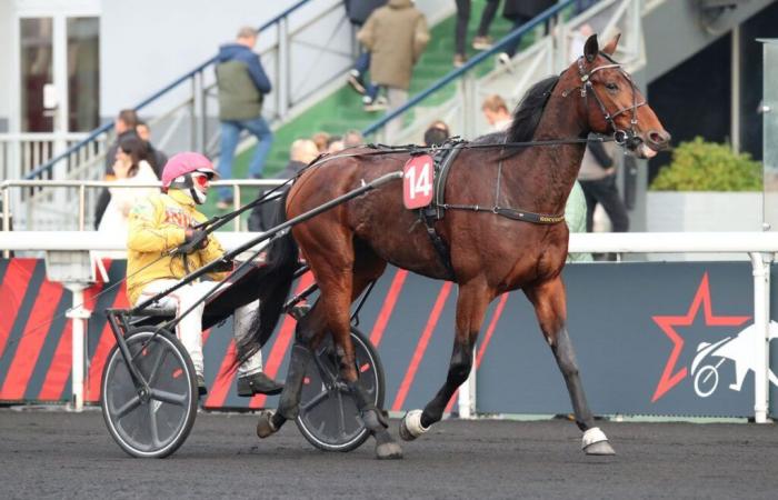 Un très beau plateau au Ready Cash Prize ce dimanche à Vincennes