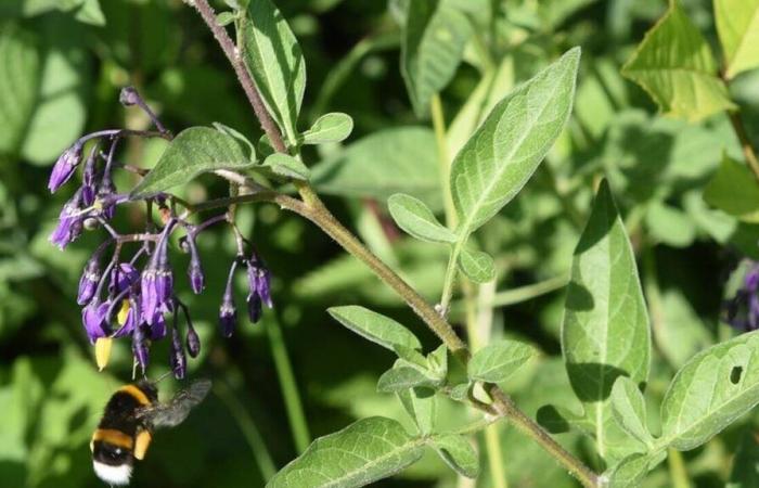 Attention à leur apparence… Derrière ces plantes que l’on croise dans le Morbihan se cache un poison