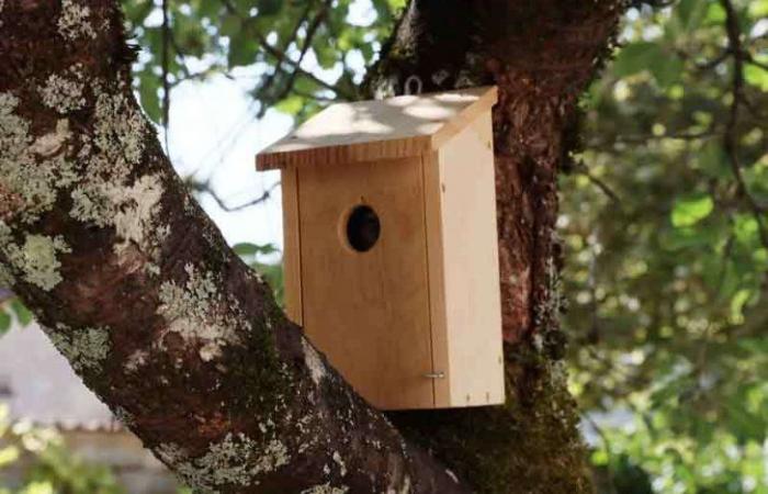 Sauvez les animaux : procurez-vous un nichoir !