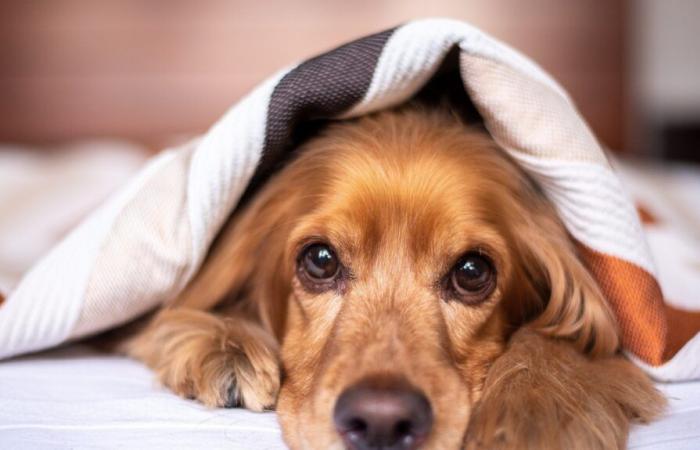 neuf chiens et quatre chats tués dans le Nord