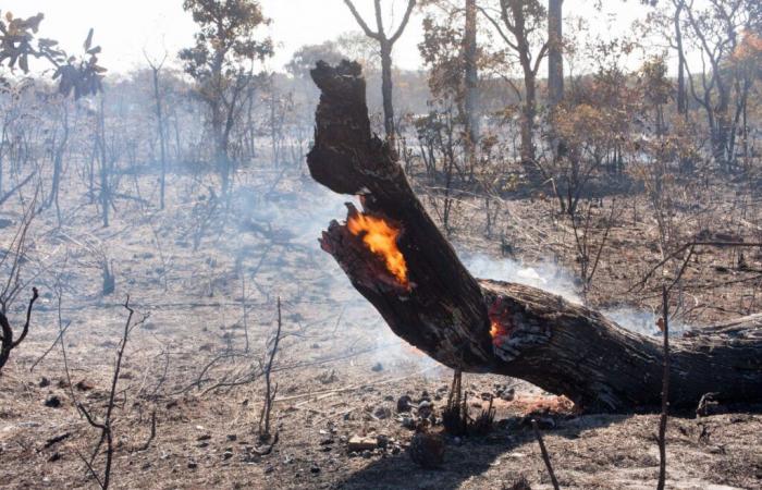 Les données sur les incendies de forêt en Galice en 2024 sont les meilleures des 10 dernières années