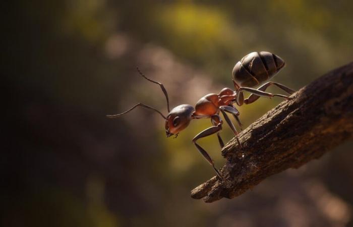 JVMag – TEST – Les Fourmis (Empire des Fourmis), un RTS Microcosmos