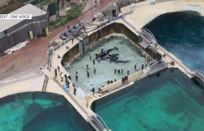 One Voice s’inquiète du sort des animaux après l’annonce de la fermeture de Marineland