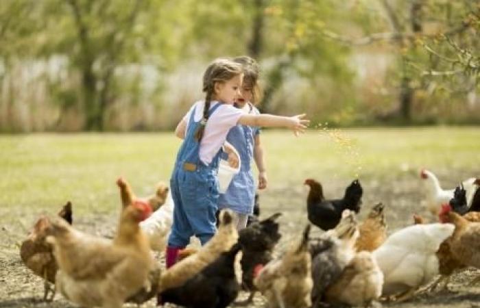 Grandir dans une ferme protégerait-il les enfants des allergies ?