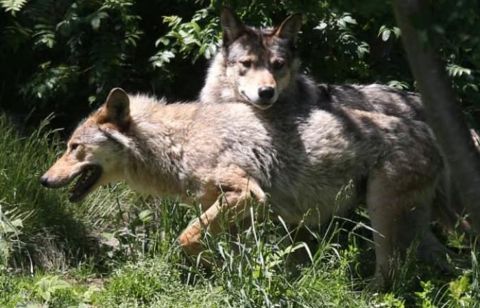 Va-t-on tuer davantage de loups en France ? Ce qu’implique le déclassement de sa protection en Europe