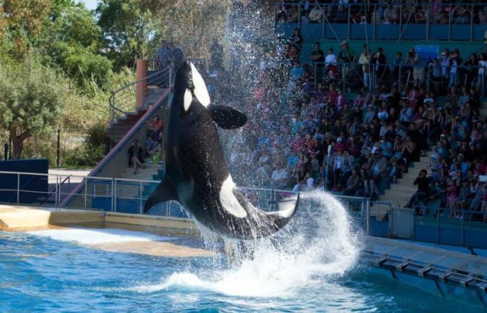 à Antibes, Marineland prévoit une « fermeture définitive » le 5 janvier