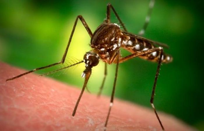 Les épidémies de coqueluche et de dengue en hausse à Tahiti et Moorea • TNTV Tahiti Nui Télévision