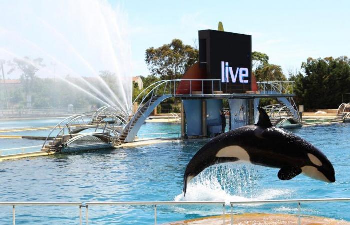 Le Marineland d’Antibes prévoit une « fermeture définitive » le 5 janvier en raison d’une loi interdisant les spectacles de cétacés