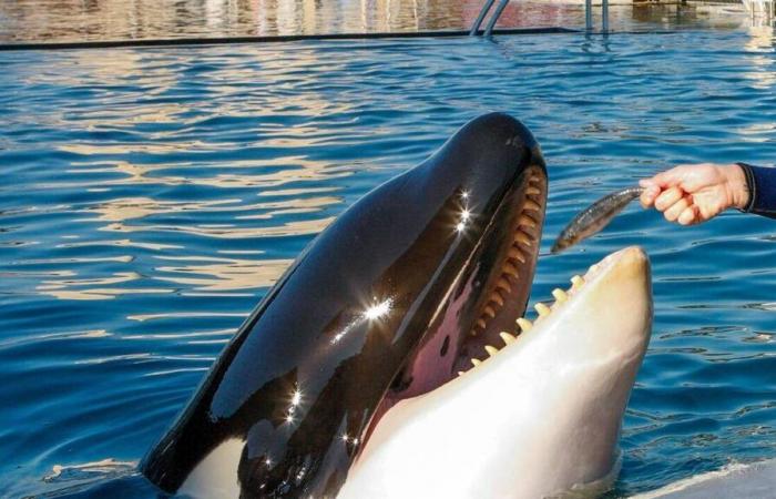 Le parc Marineland d’Antibes va fermer ses portes, après l’interdiction des spectacles de cétacés