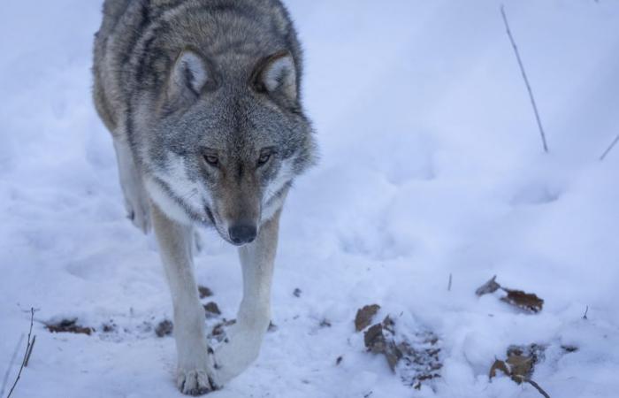 Le loup, une espèce moins protégée