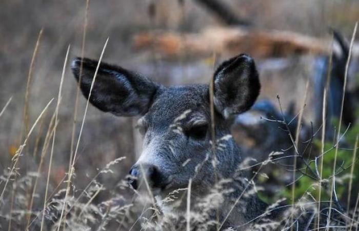 Quatrième cas confirmé de maladie du cerf zombie en Colombie-Britannique