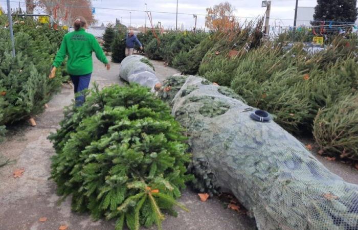 À quoi ressemble pour vous un « bon sapin de Noël » ?