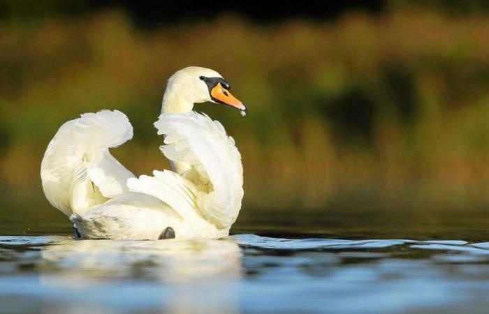 Y a-t-il plus de cygnes autour du Golfe du Morbihan ?