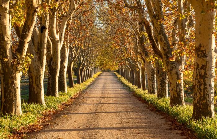 Château de Sannes et famille Gattaz : la greffe a lieu